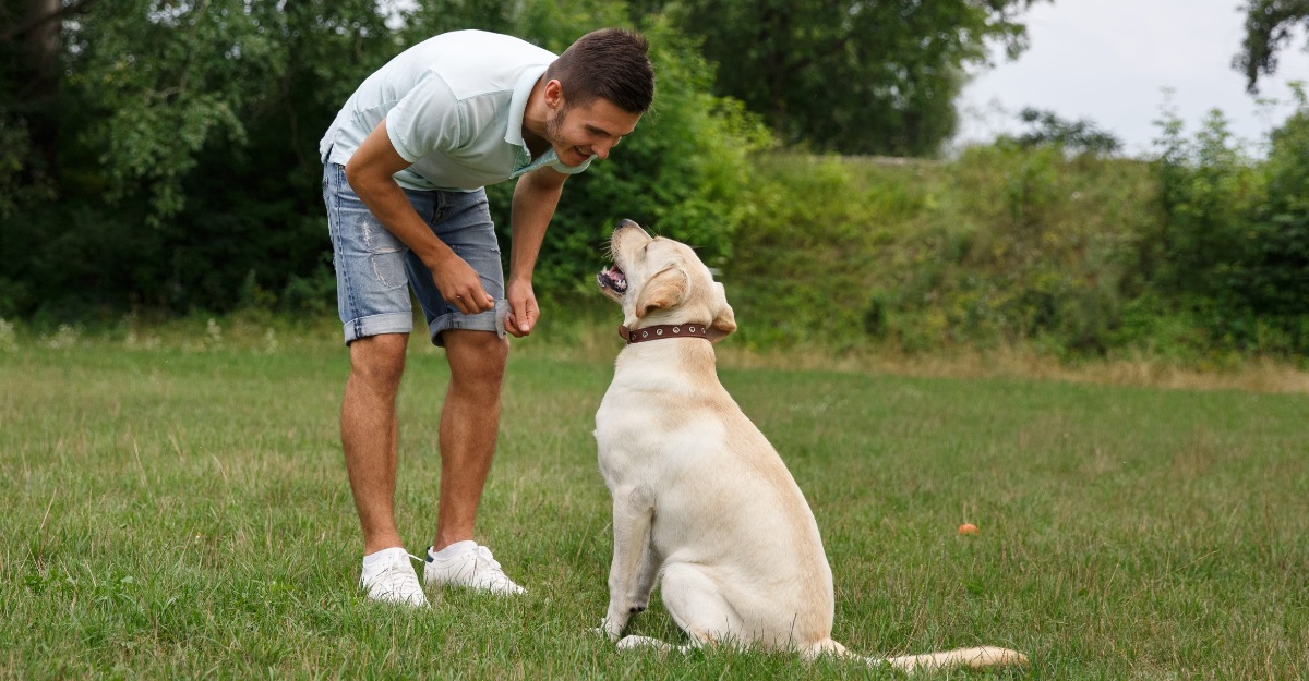 Aplicativos para treinar cães