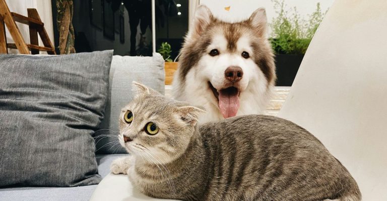 Melhores aplicativos para traduzir cães e gatos